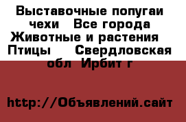 Выставочные попугаи чехи - Все города Животные и растения » Птицы   . Свердловская обл.,Ирбит г.